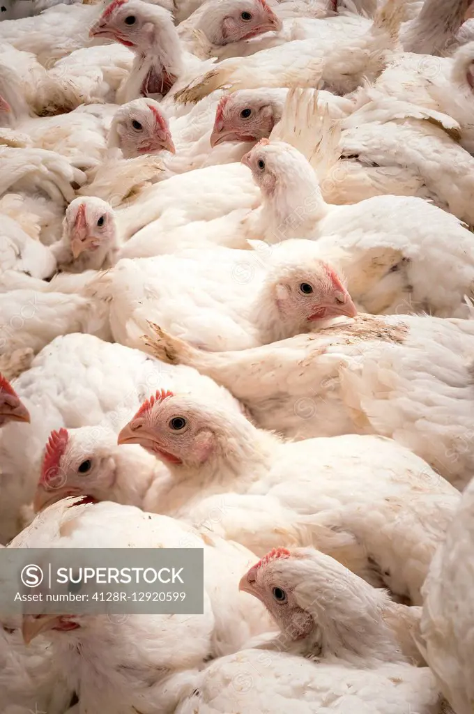 Large number of hens in a barn