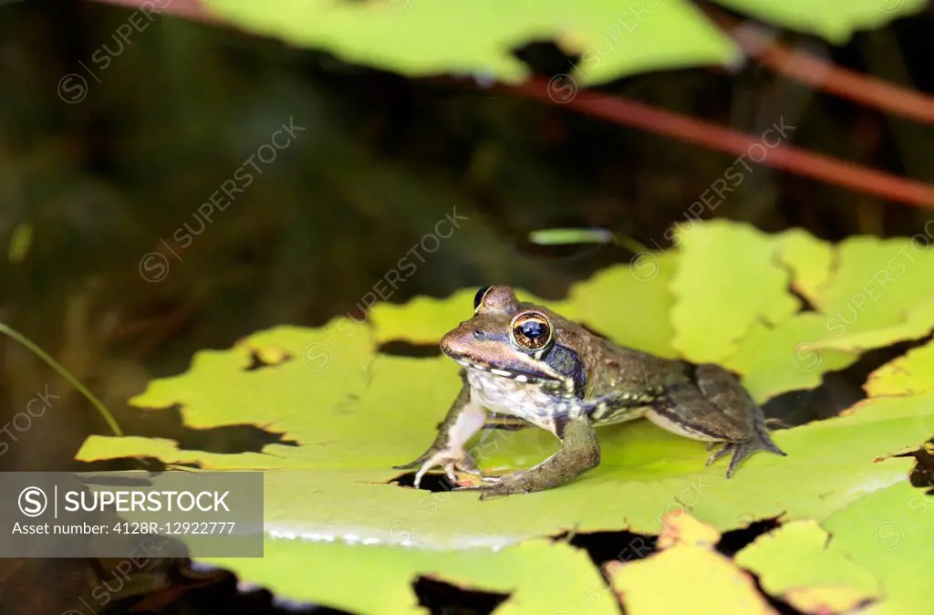 Cape river frog
