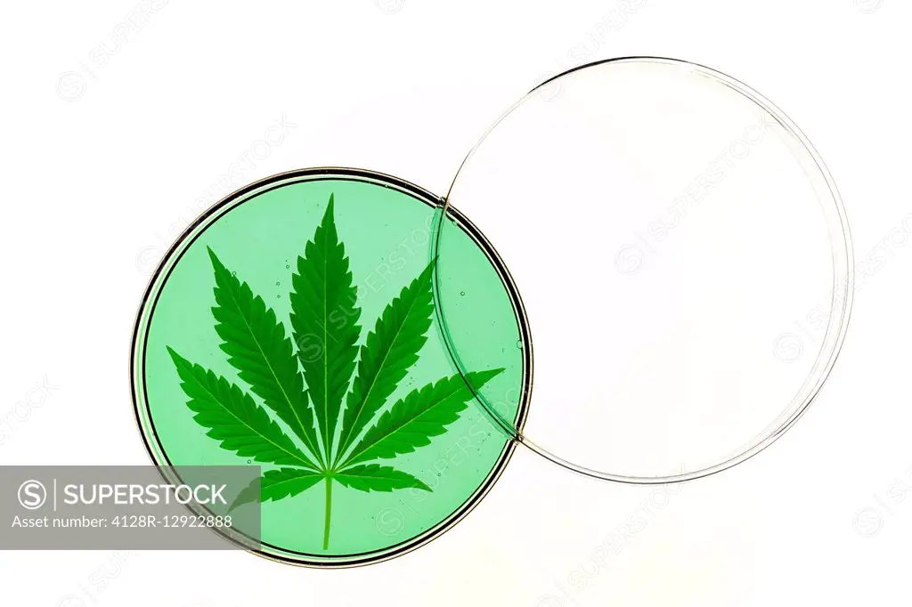 Cannabis leaf in a petri dish