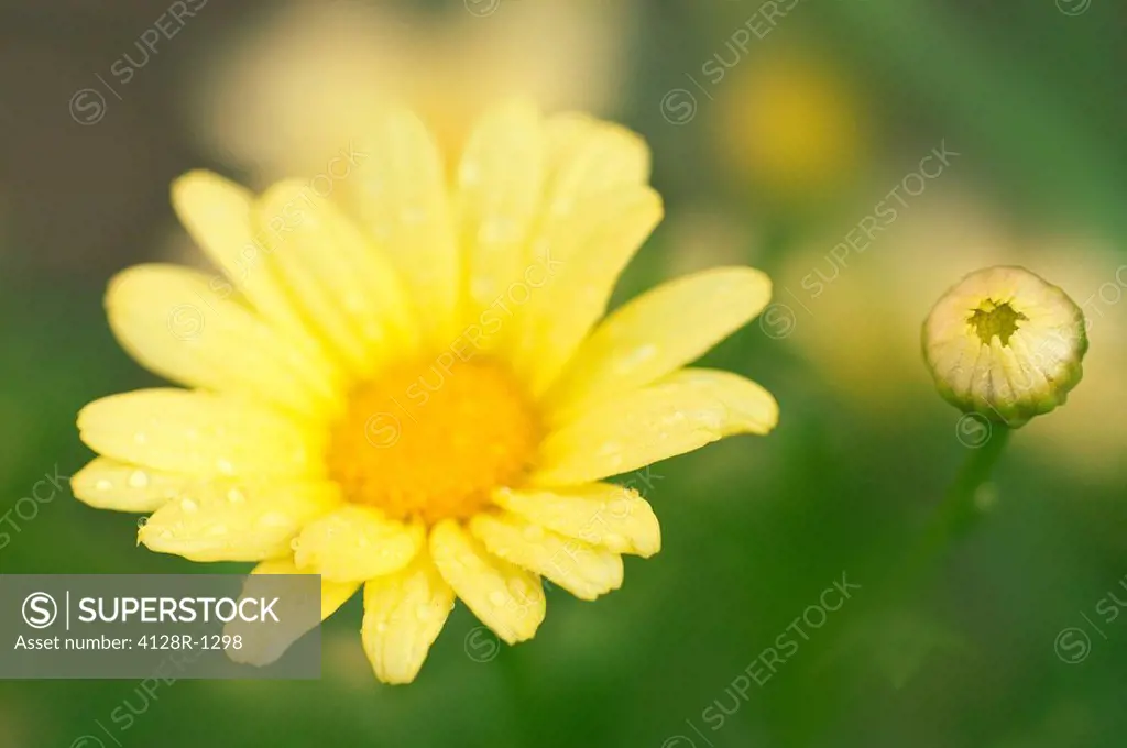 Marguerite daisy