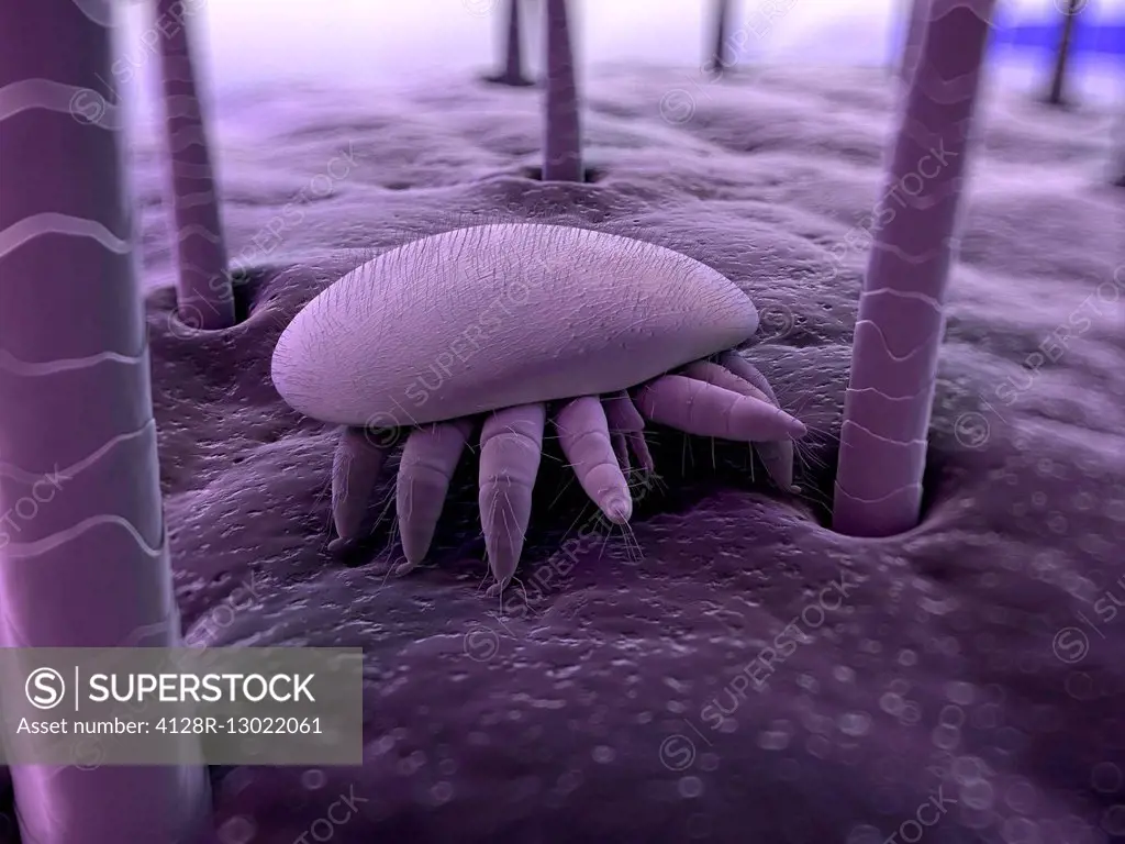 Honeybee mite (Varroa destructor), computer artwork.