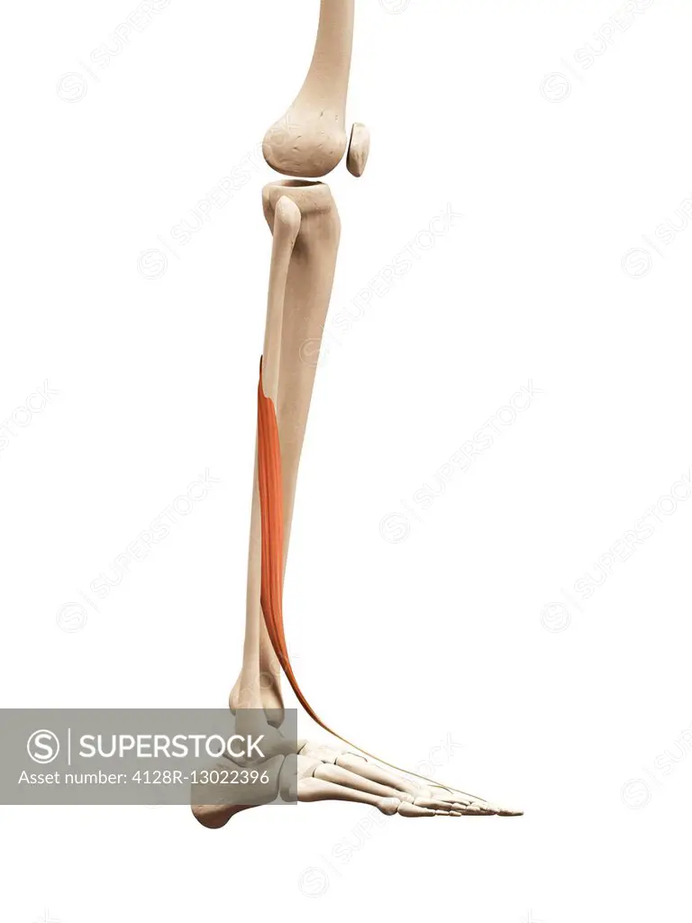Human leg muscle, illustration.