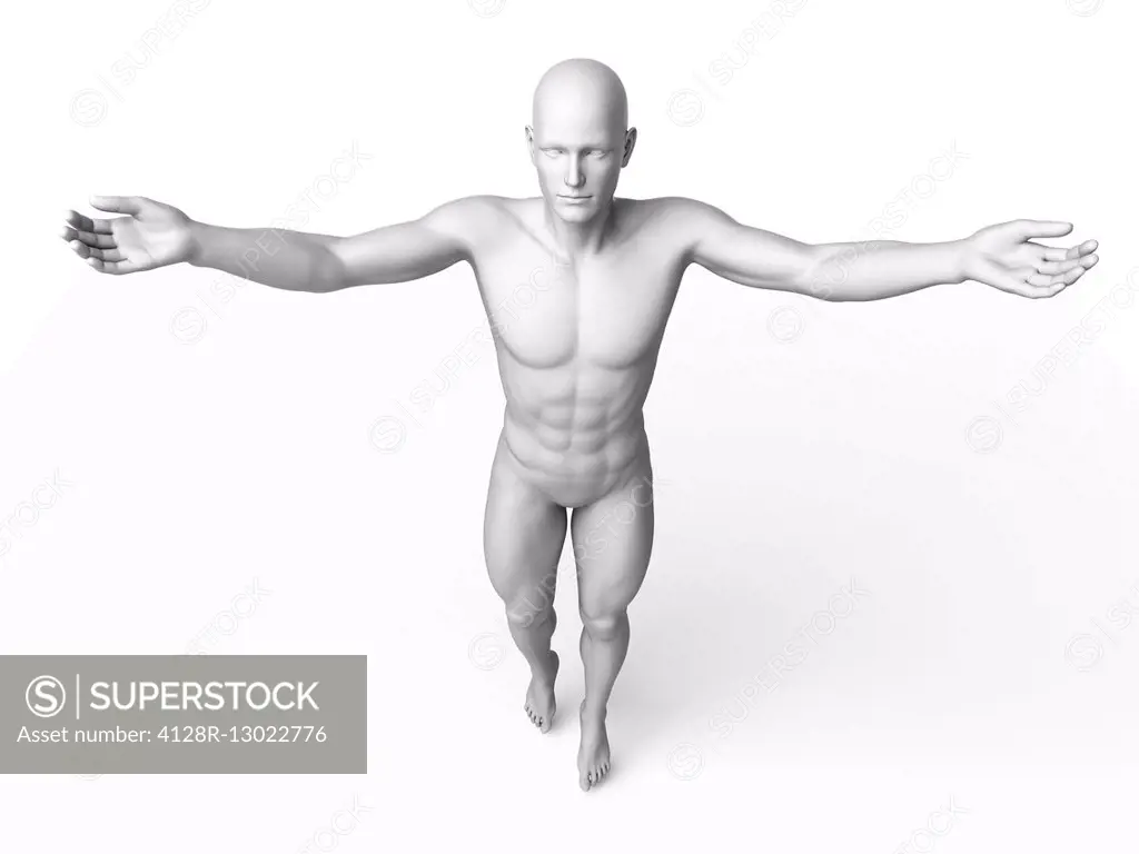 Anatomy of a man standing with arms out, illustration.