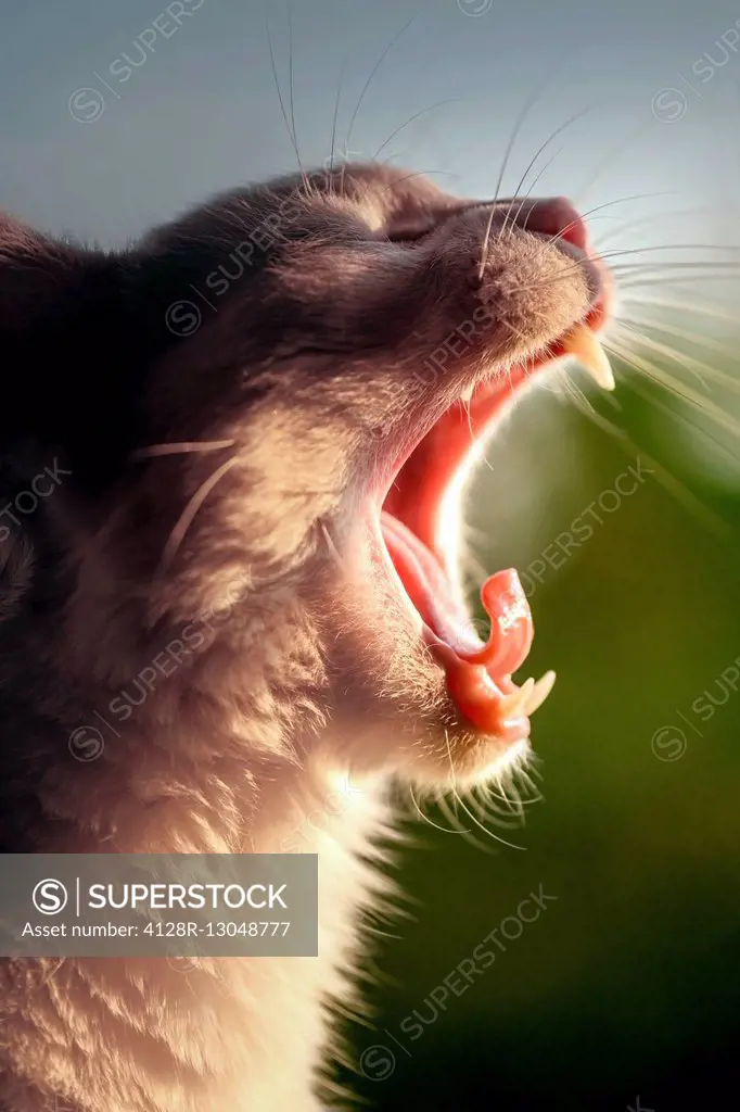 Cat yawning, close up.
