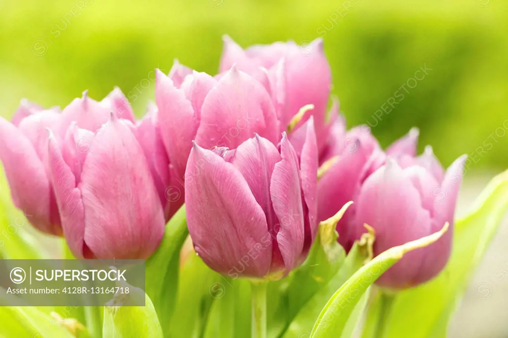 Pink tulips, close up.