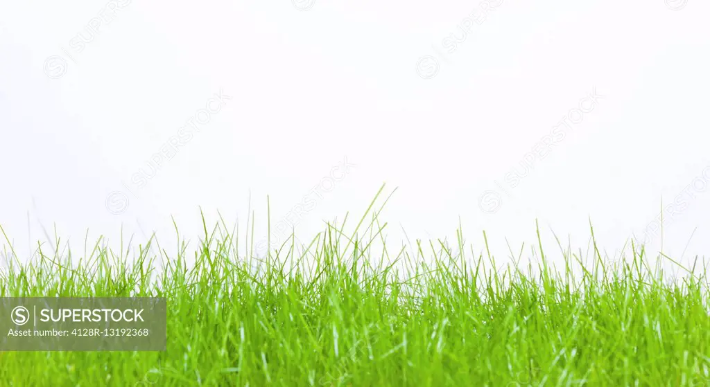 Green grass against a white background.