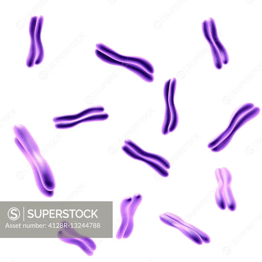 Chromosomes, illustration.