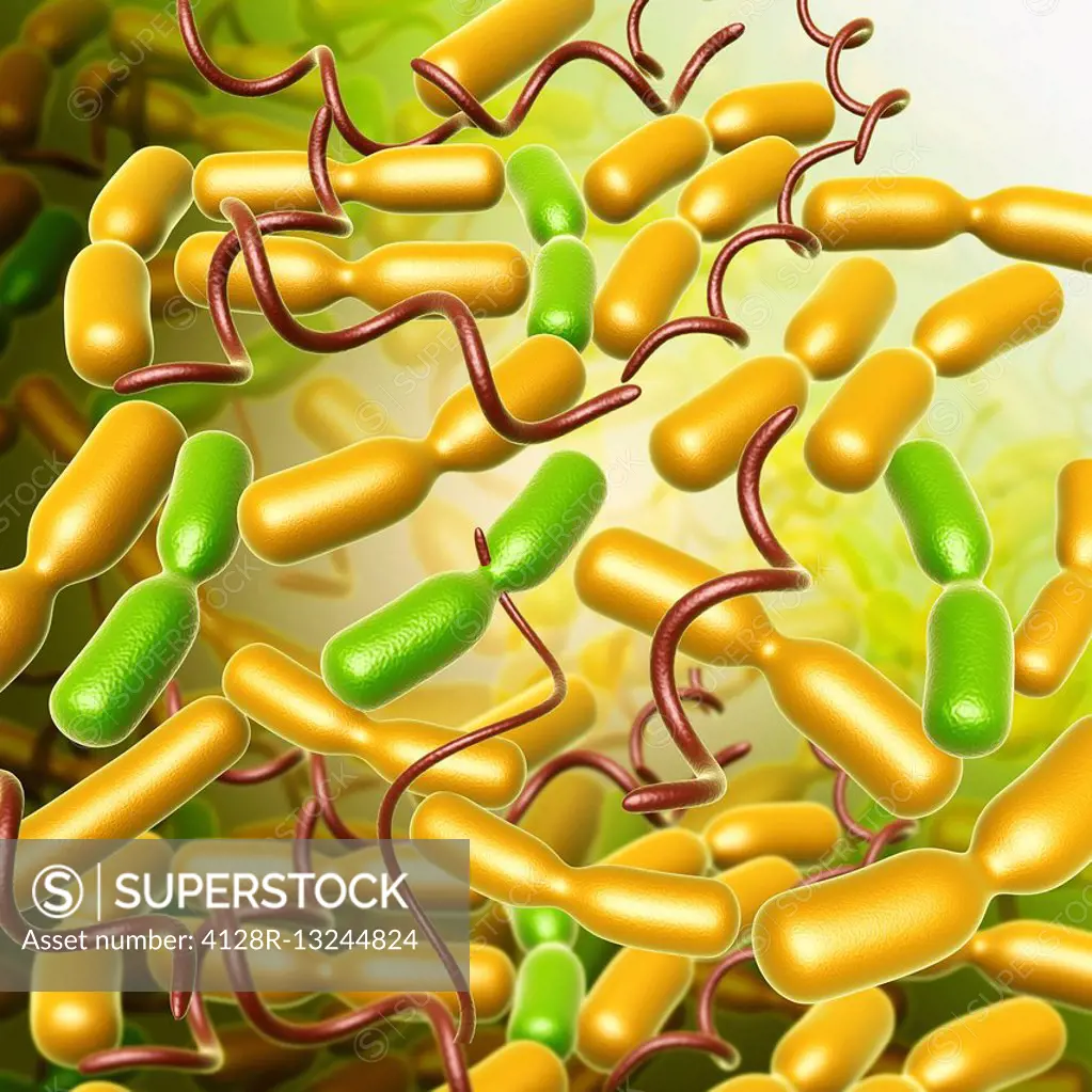 Yersinia pestis bacteria, illustration.