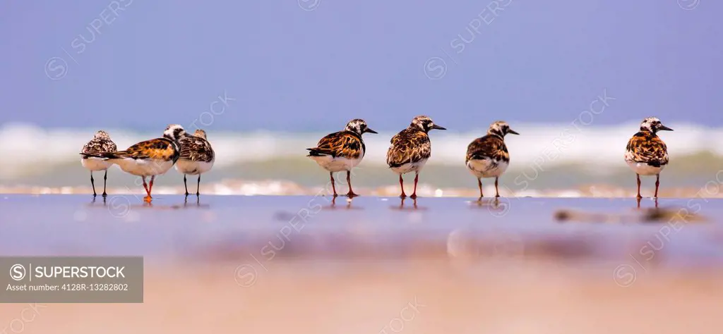 a group of Ruddy Turnstone (Arenaria interpres) scavenging for food on a beach. Photographed in Israel in August
