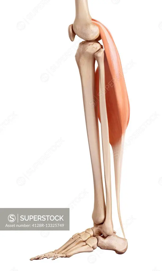 Human leg muscles, illustration.