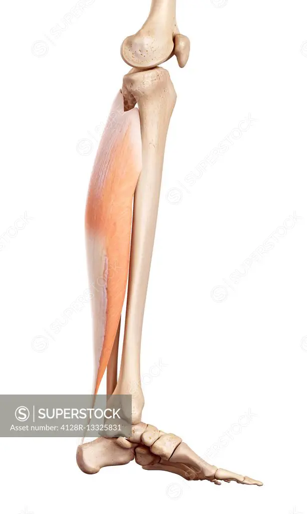 Human muscles of the lower leg, illustration.
