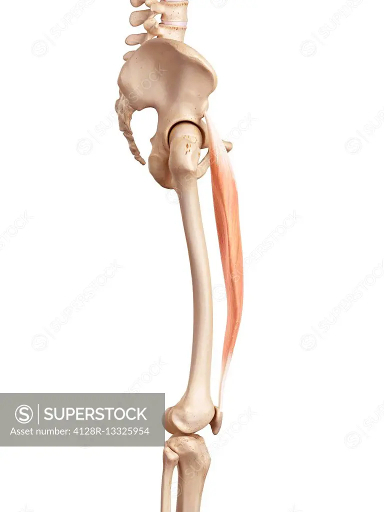 Human muscles of the upper leg, illustration.