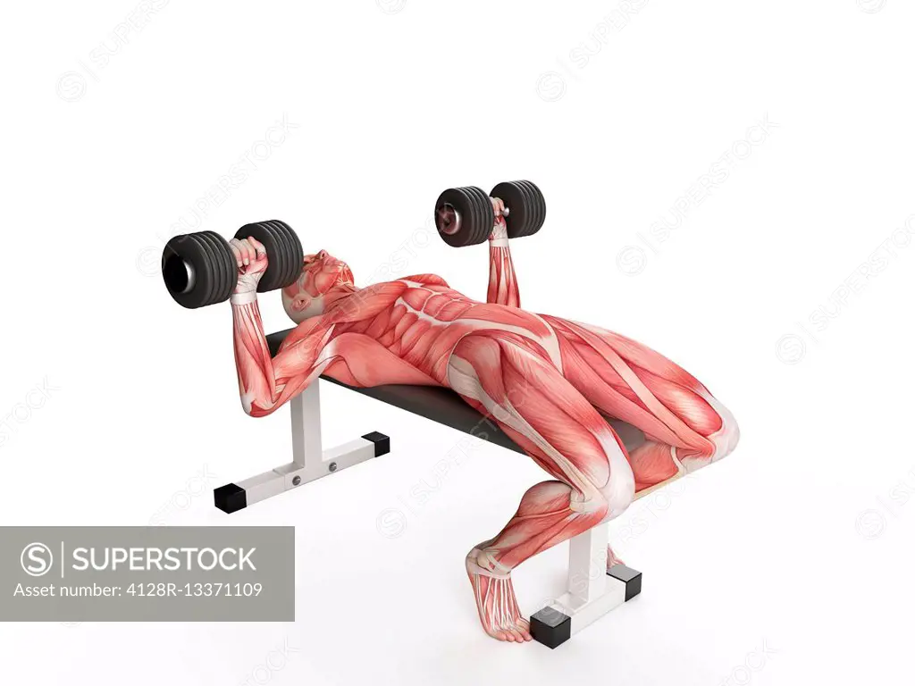 Muscular system of person doing bench press exercise, illustration.
