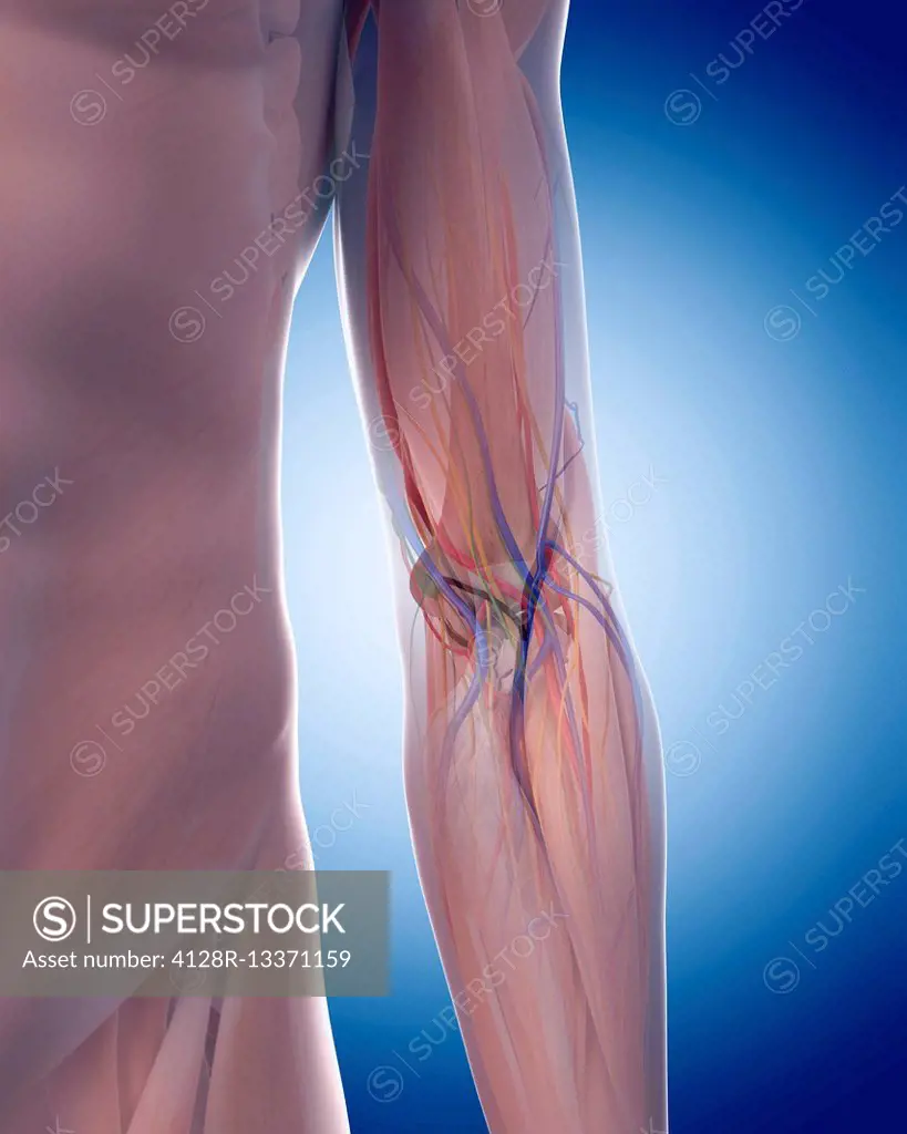 Human arm anatomy, illustration.