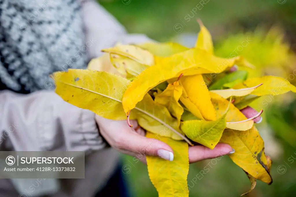 MODEL RELEASED. Hand holding autumn leaves, close-up.