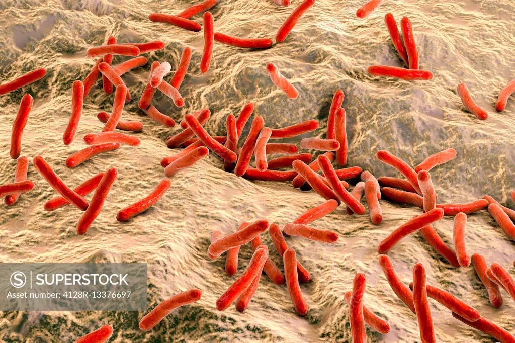 Leprosy bacteria, illustration