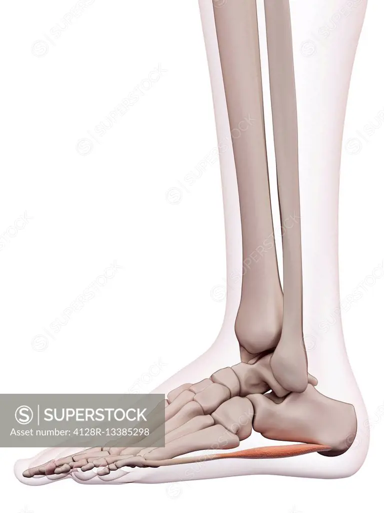 Human foot muscle, illustration.