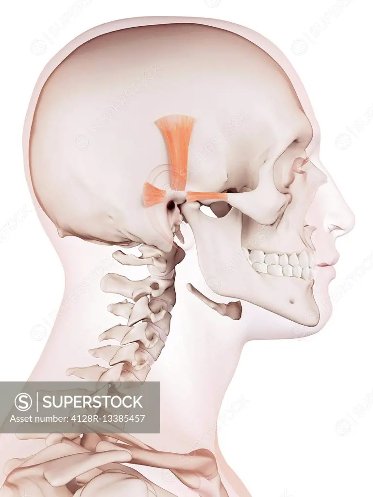 Human ear muscles, illustration.