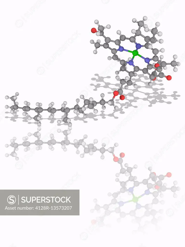 Chlorophyll B. Molecular model of the plant pigment chlorophyll B (C55.H70.Mg.N4.O6). This molecule has a magnesium ion at the centre of a chlorin rin...
