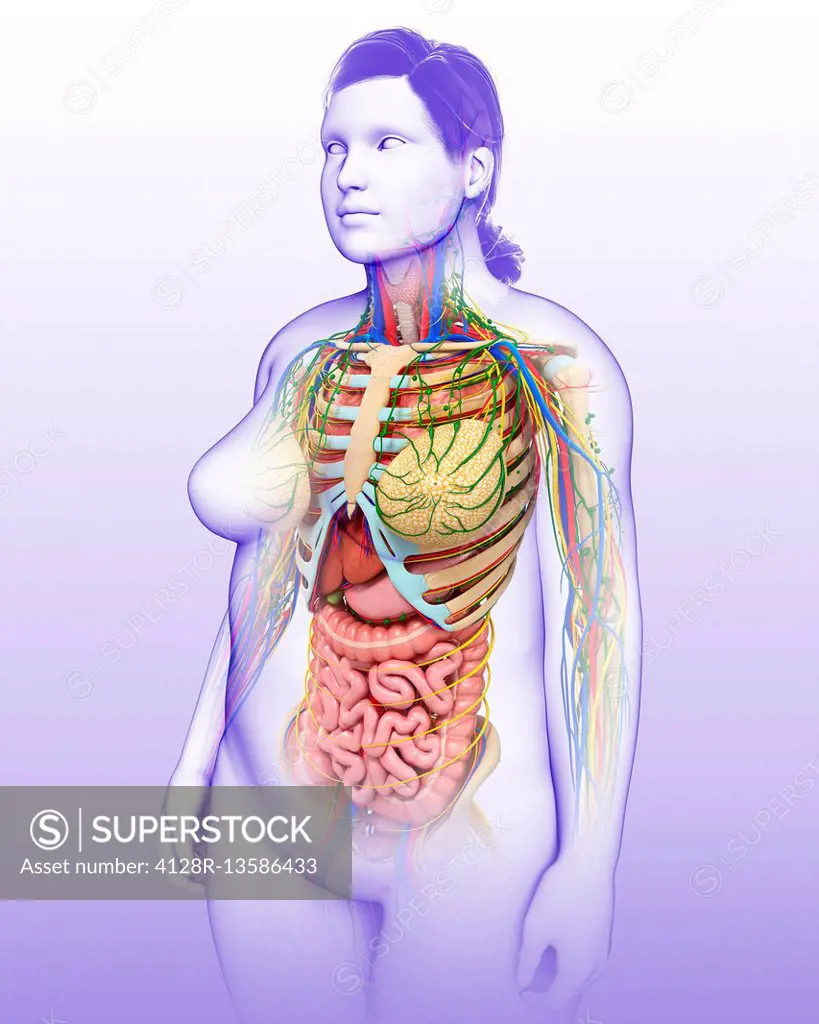Illustration of female anatomy.