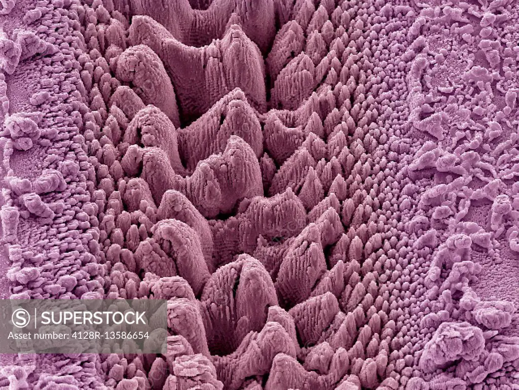 Nanostructures on titanium. Coloured scanning electron micrograph (SEM) of nanostructures formed on a titanium surface by a laser beam. This research ...