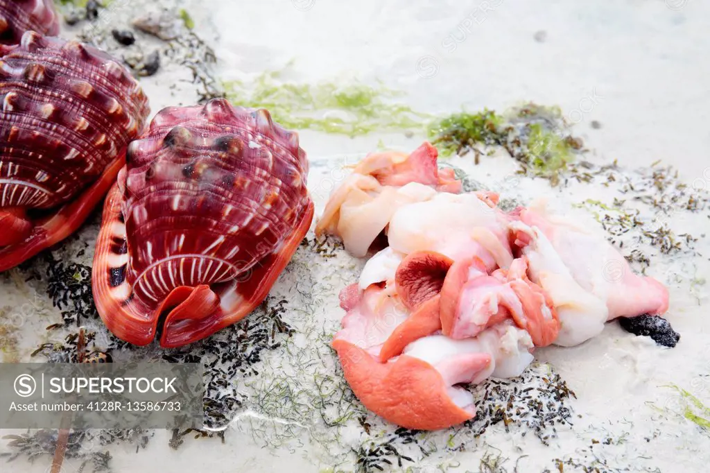 Bullmouth helmet (Cypraecassis rufa) sea snail and shell, Jambiani, Zanzibar, Tanzania.