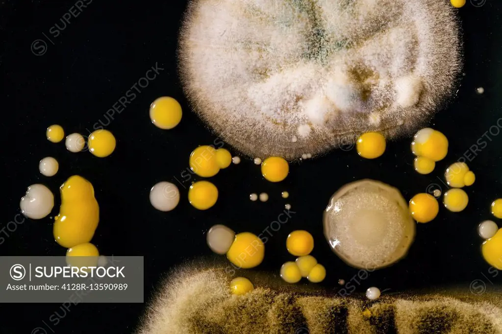 Mould and bacteria on petri dish.