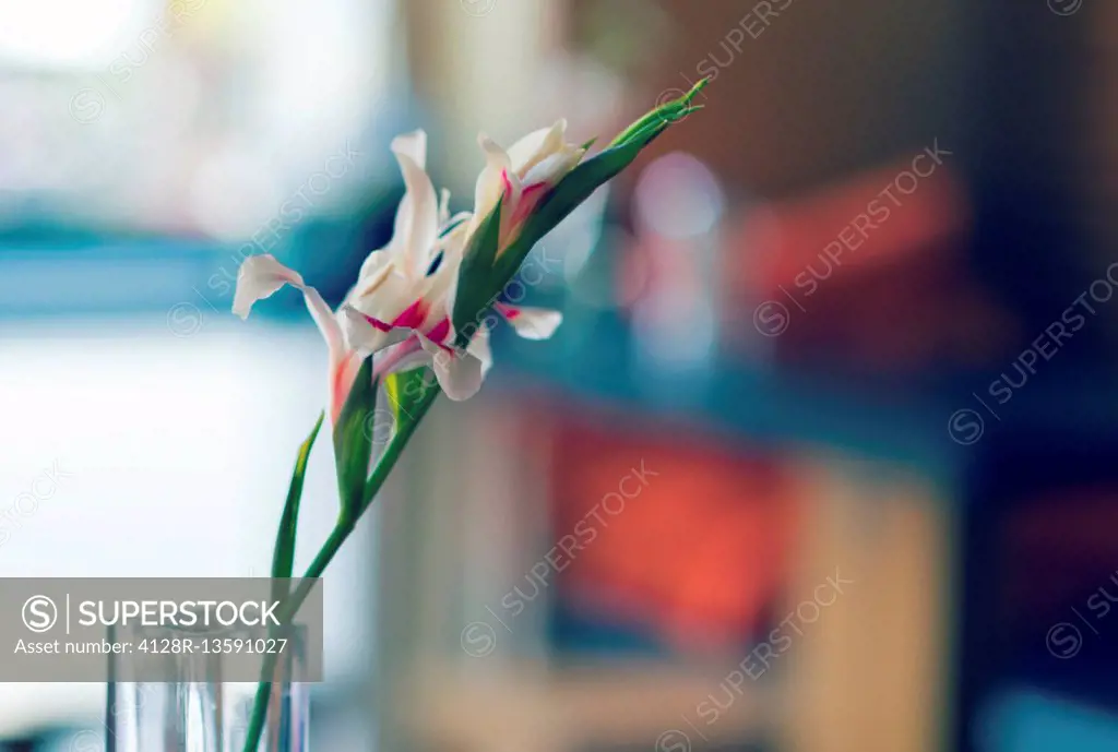 Flower in vase, close up.