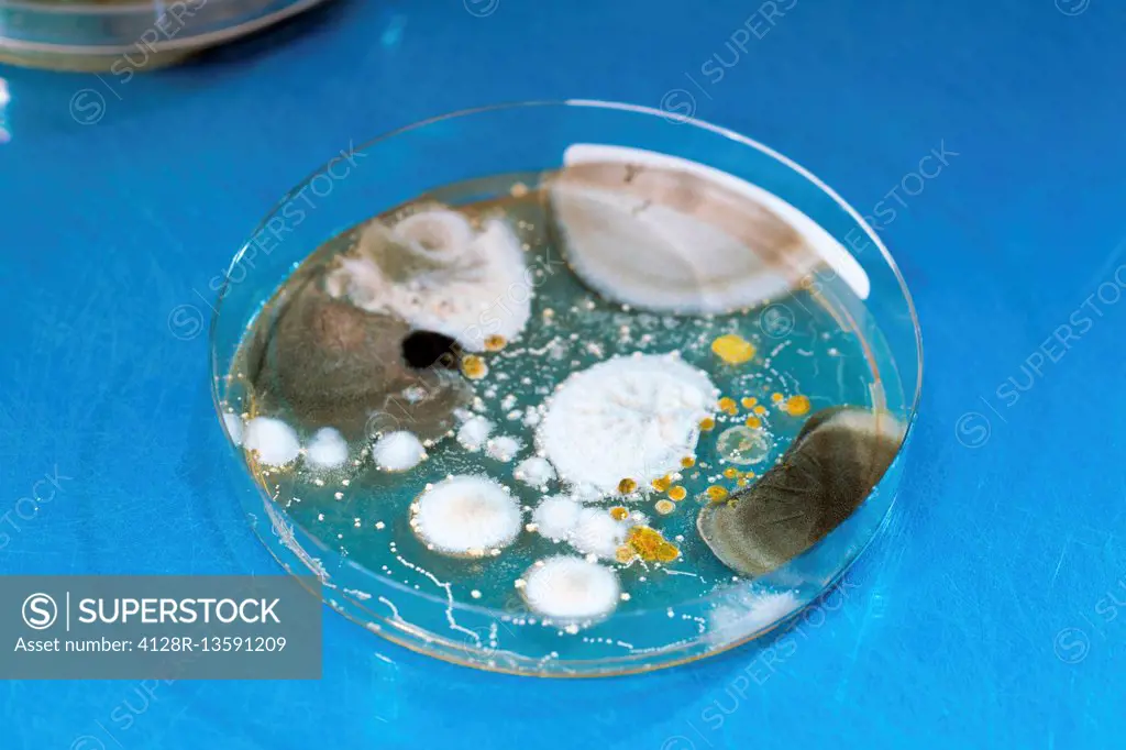 Mould and bacteria on petri dish.