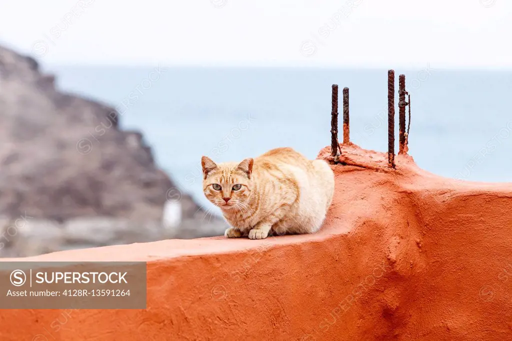 Red cat on a red wall, Fuerteventura, Canary Islands.