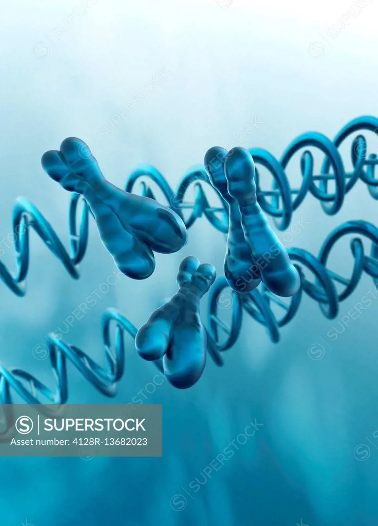 X chromosomes and DNA (deoxyribonucleic acid) strand, illustration.