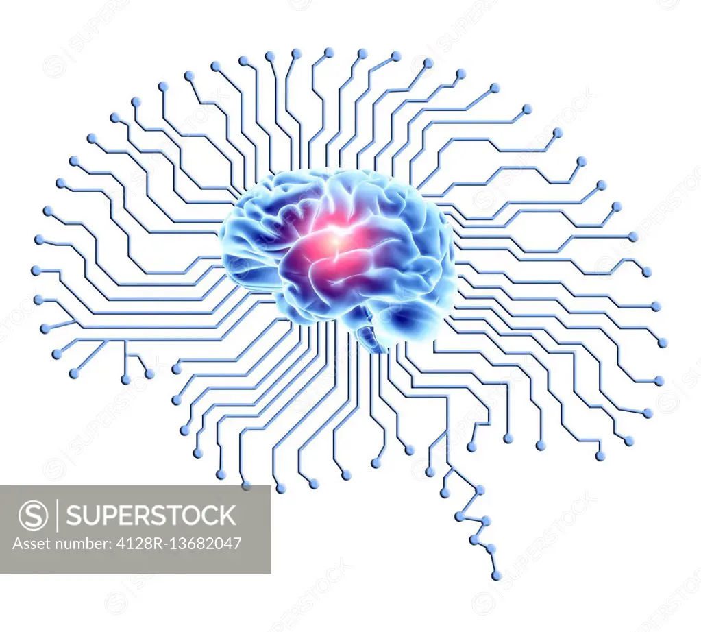 Human brain on brain-shaped printed circuit board. Conceptual computer artwork depicting artificial intelligence.