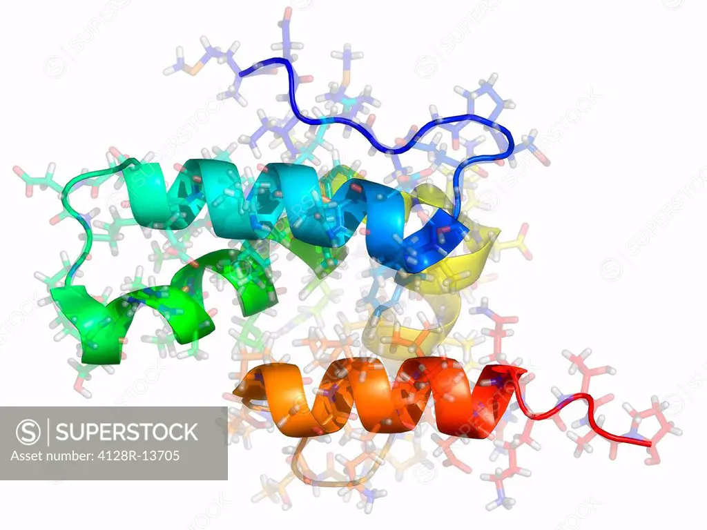 Rous sarcoma virus capsid protein, molecular model.