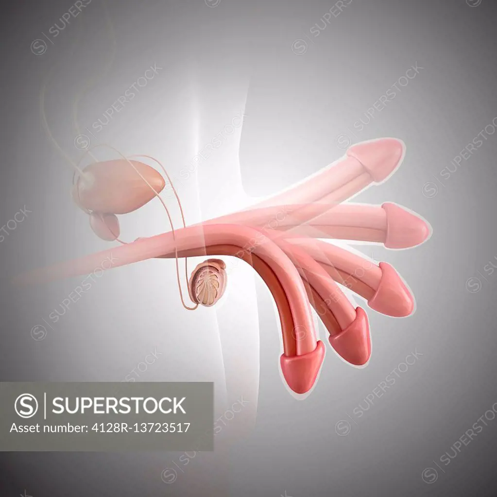 Illustration of the erection of a penis.