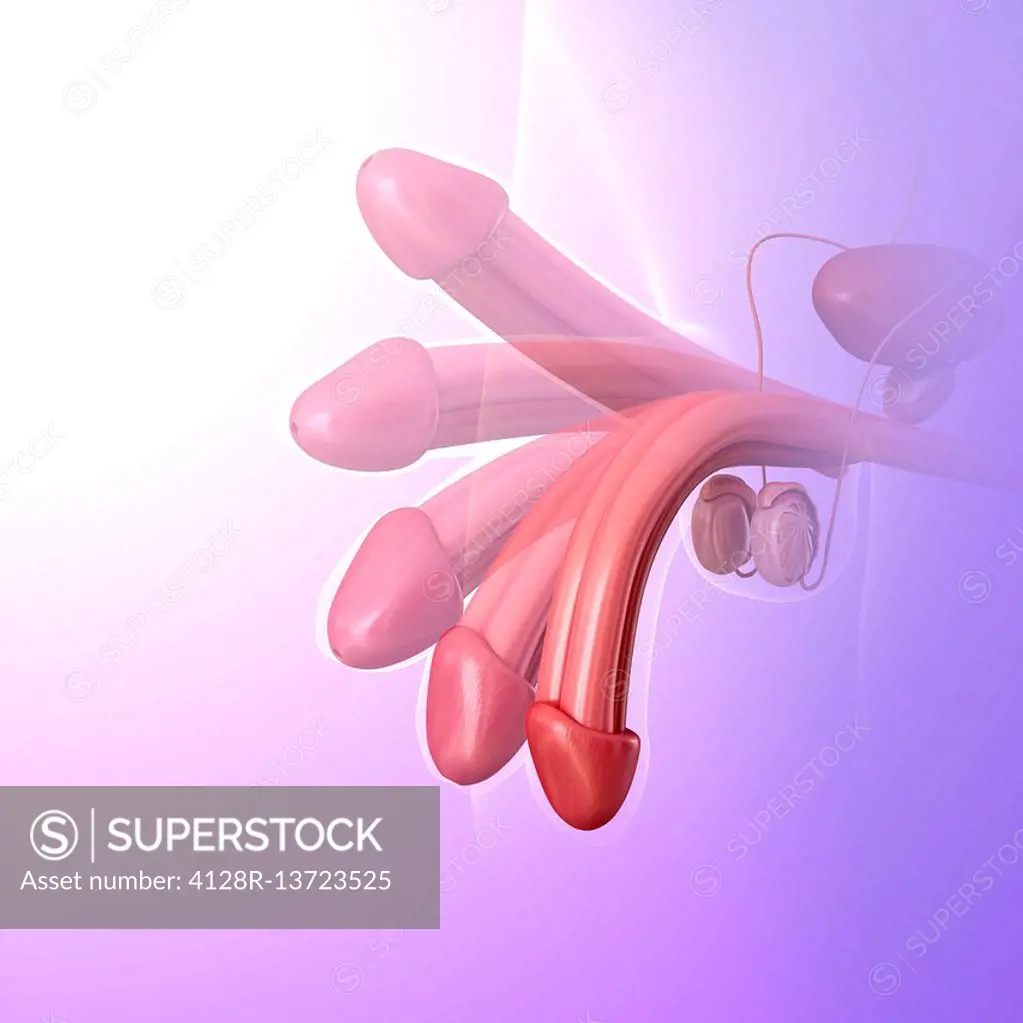 Illustration of the erection of a penis.