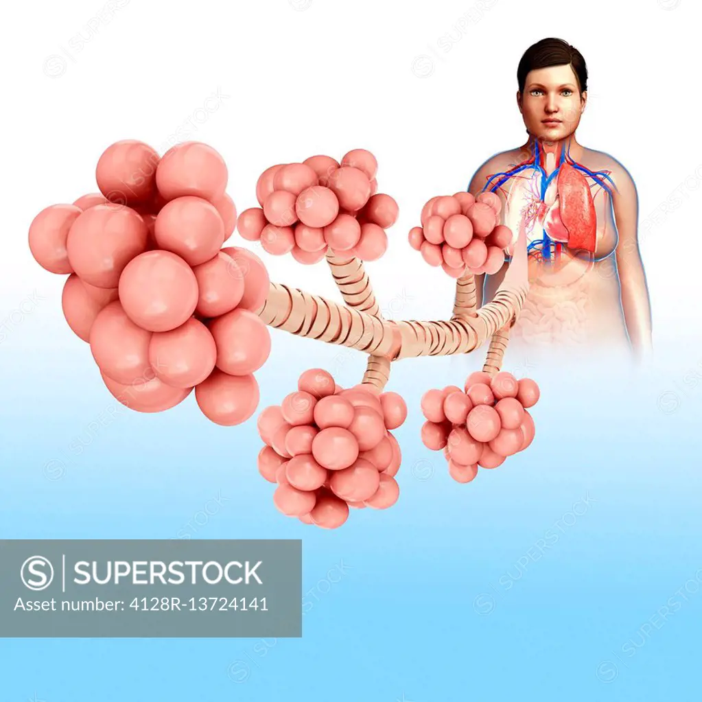Illustration of the alveoli of the lungs.