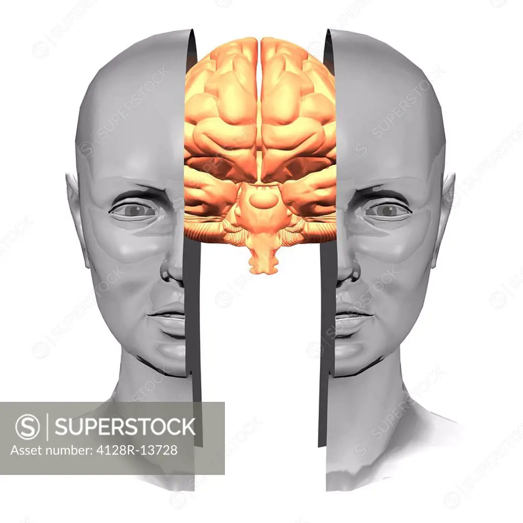 Brain. Computer artwork of a brain inside a split human head.