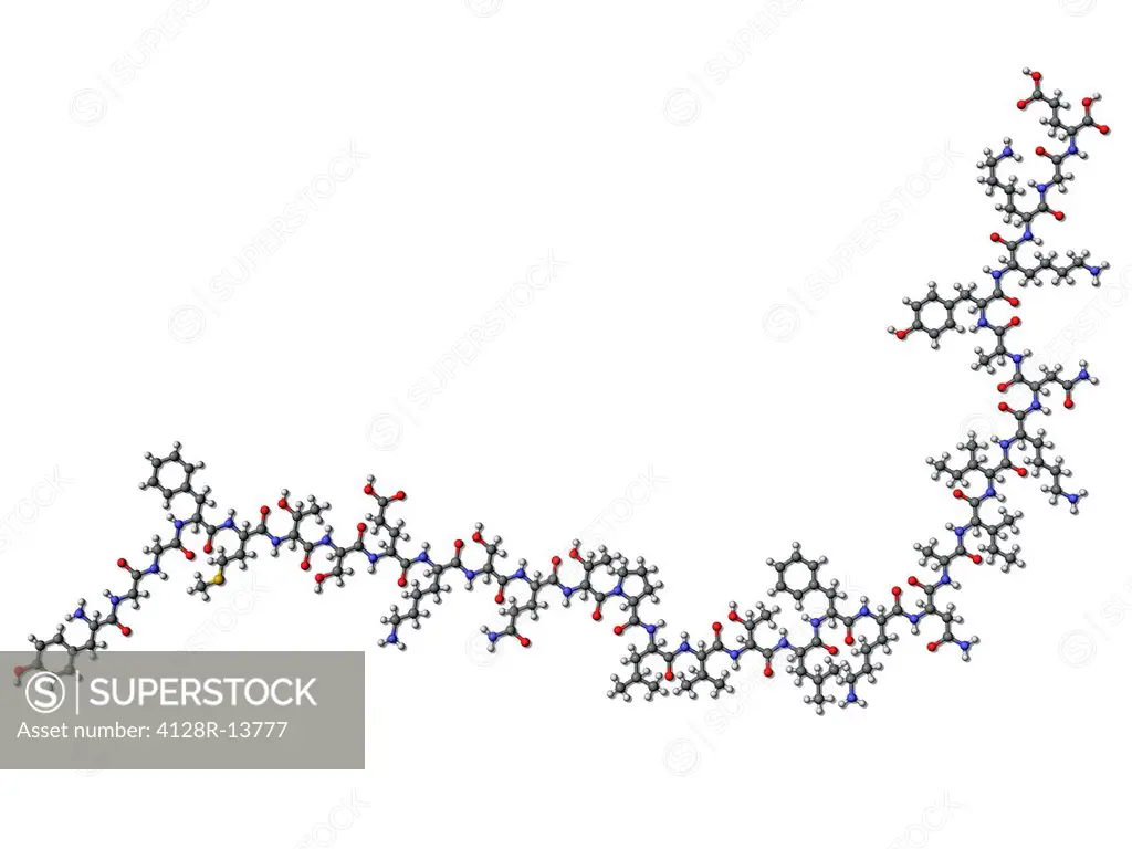 Beta_endorphin, molecular model. This neurotransmitter causes insensitivity to pain and a feeling of well being. Atoms are represented as spheres and ...