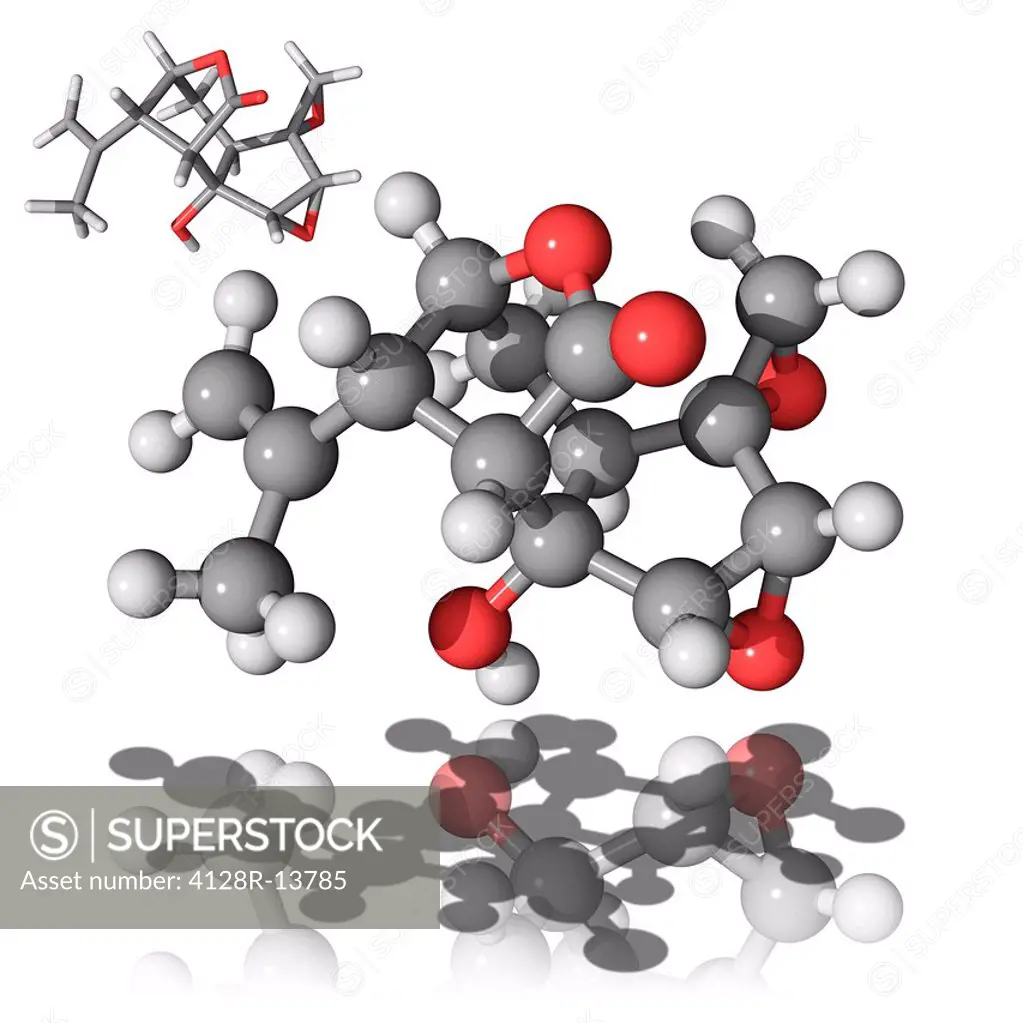 Coriamyrtin, molecular model. This toxin is found in high concentrations in the berries of the plant Coriaria myrtifolia. Atoms are represented as sph...