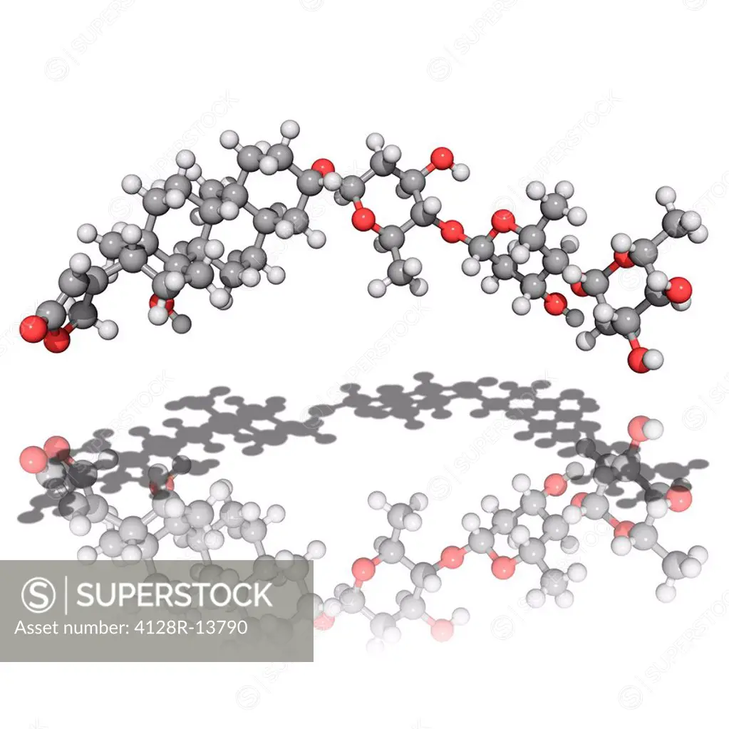 Digitoxin, molecular model. This heart drug is obtained from the foxglove plant. Atoms are represented as spheres and are colour_coded: carbon grey, h...