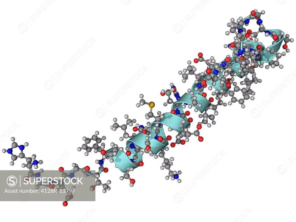 Exendin_4 , molecular model. This drug, which increases insulin release in those with type 2 diabetes, is extracted from the saliva of the Gila monste...
