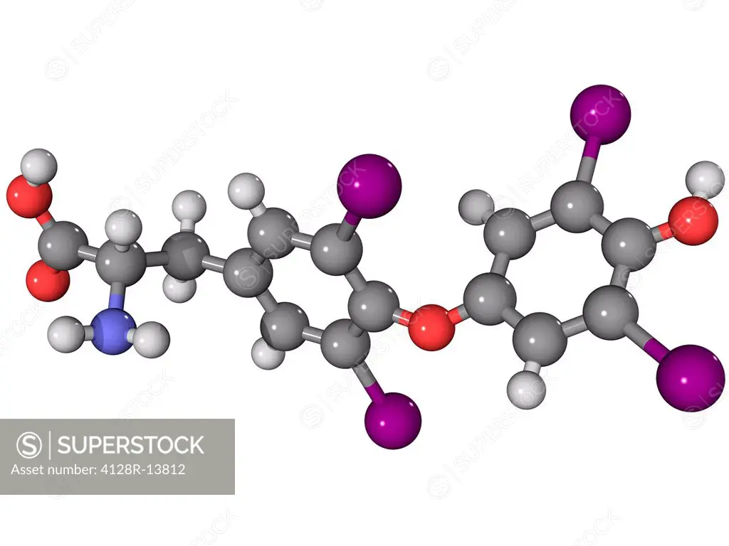 Synthetic thyroid hormone. Molecular model of levothyroxine, the synthetic form of the thyroid hormone thyroxine. Atoms are represented as spheres and...