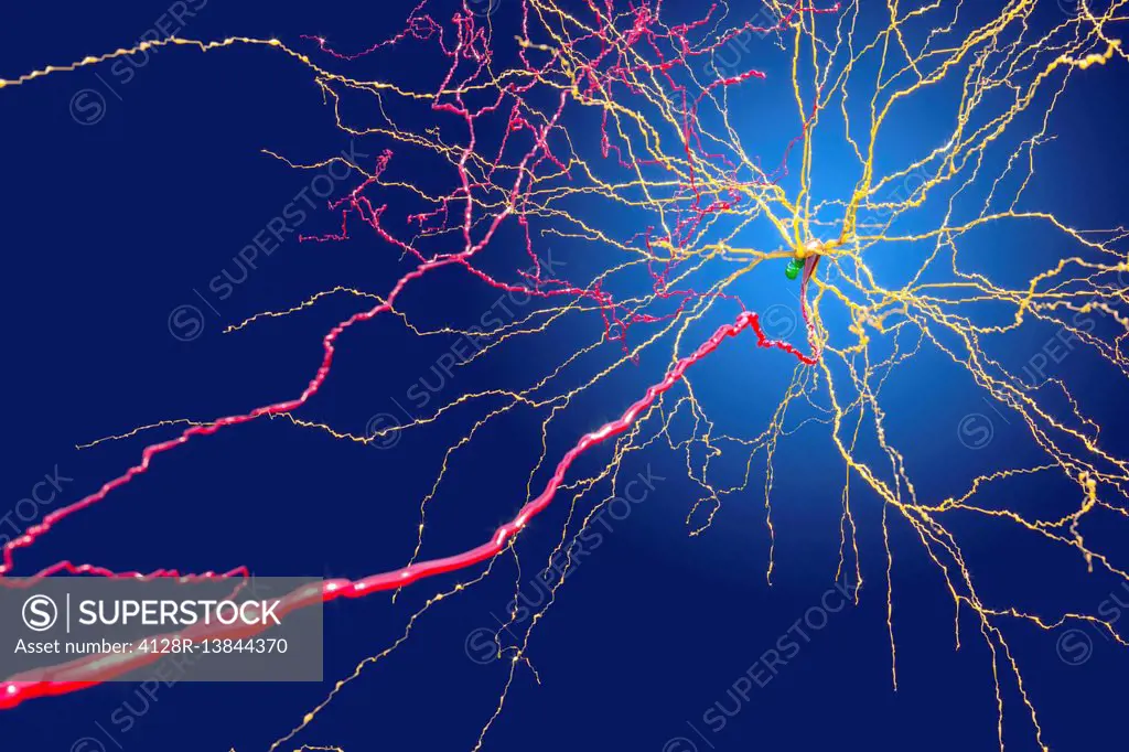 Nerve cells, illustration.