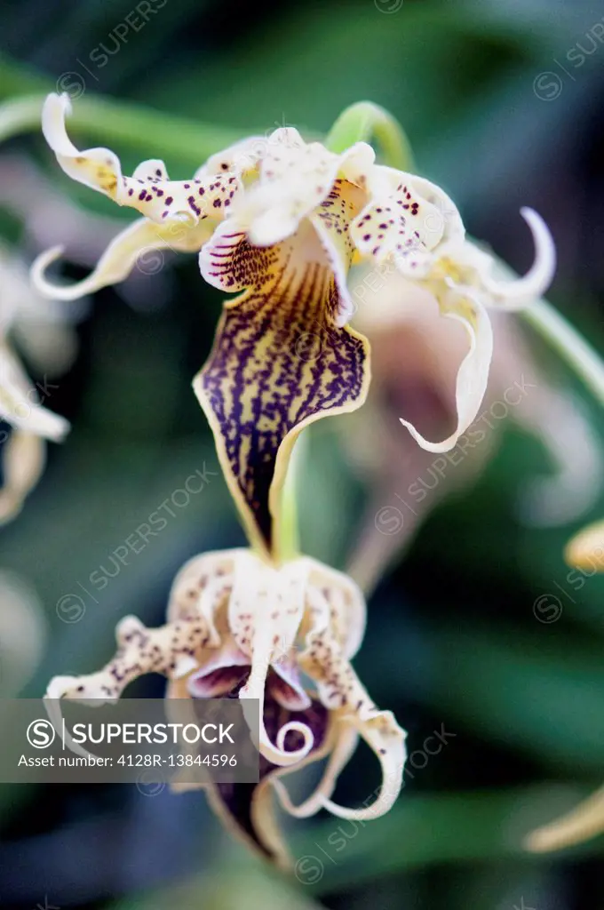 Dendrobium alexandrae orchid.