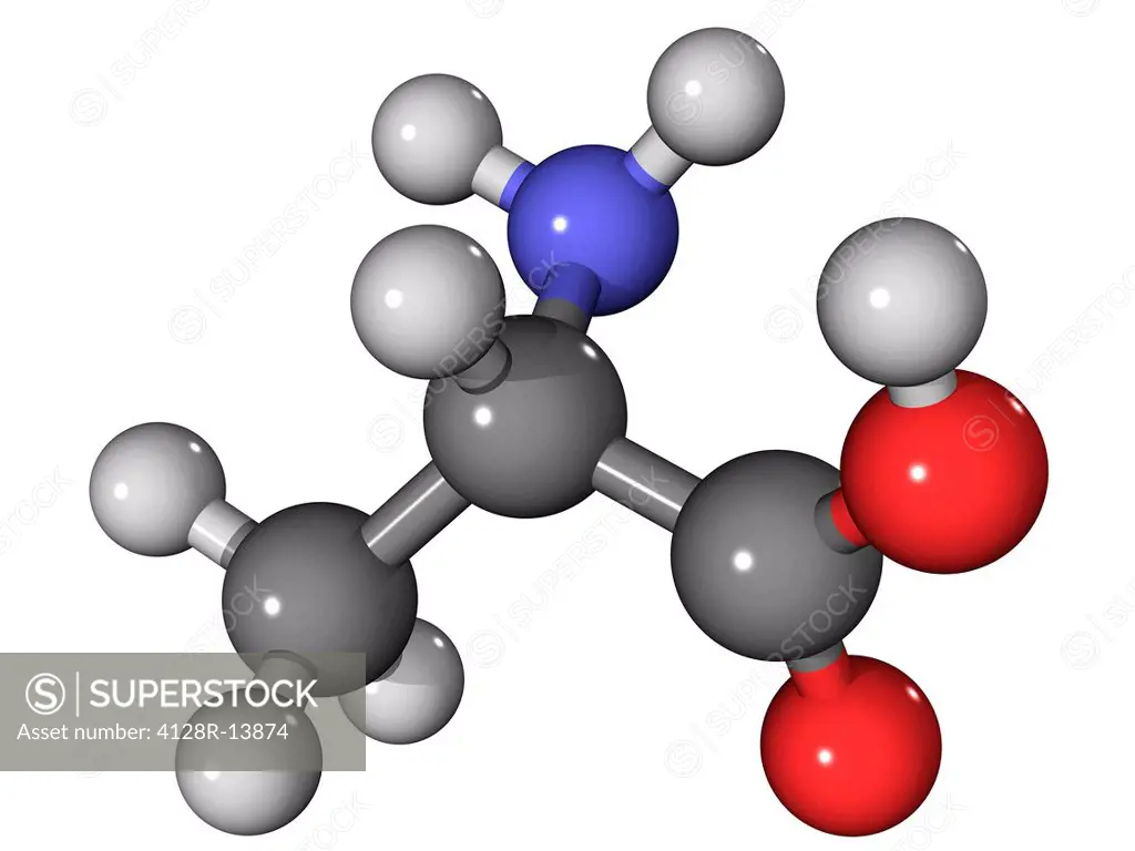 Alanine. Molecular model of the amino acid alanine. Atoms are represented as spheres and are colour_coded: carbon grey, hydrogen white, oxygen red and...