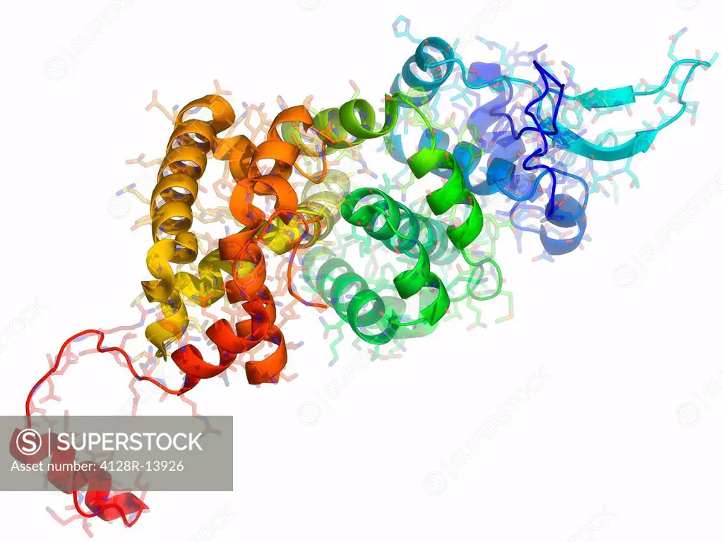 Borna disease virus nucleoprotein, molecular model.