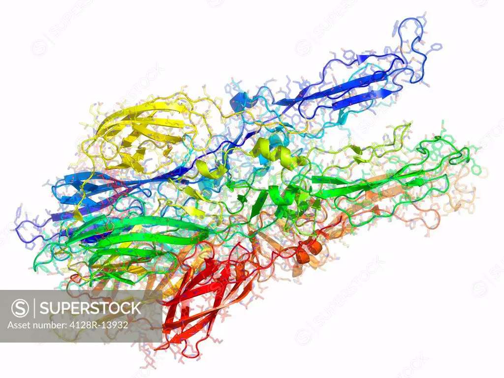Semliki forest virus fusion protein. Molecular model of the glycoprotein E1 from the Semliki forest virus. This protein is involved in the fusion of t...