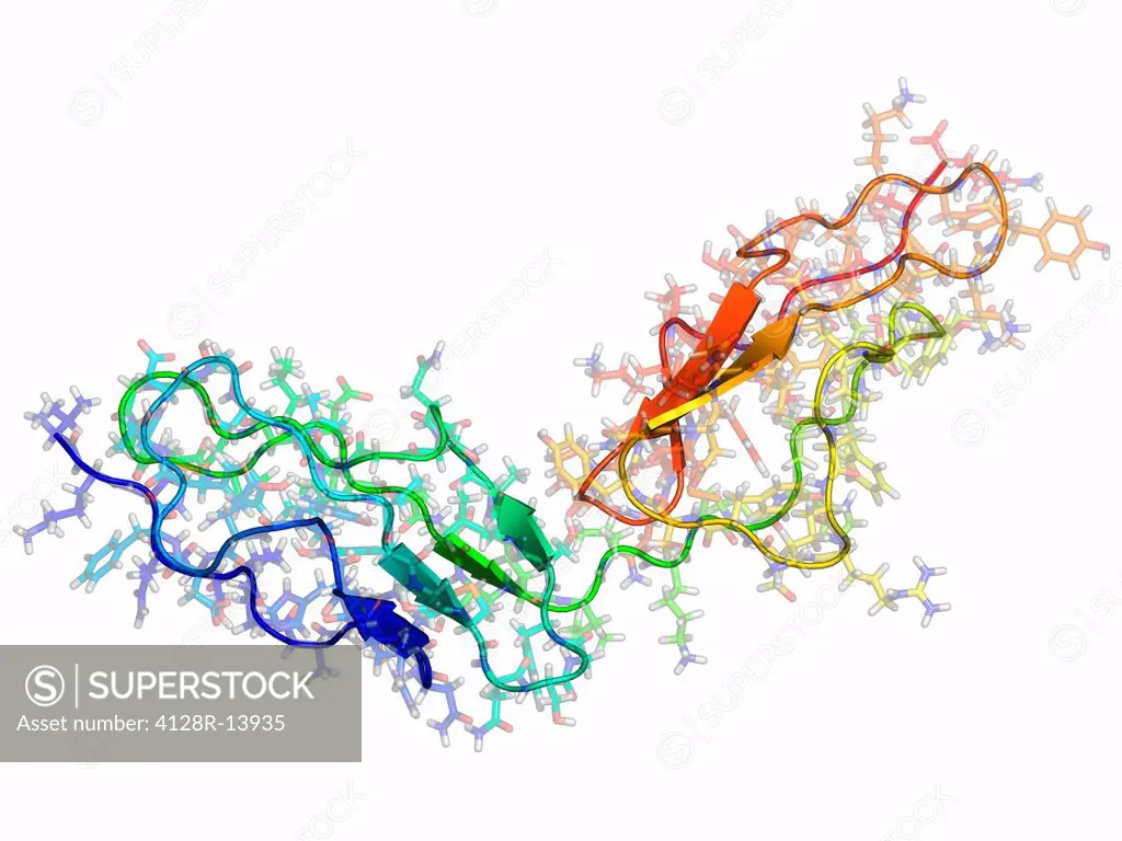 Vaccinia virus complement control protein. Molecular model of the C_terminal portion of the complement control protein from the Vaccinia virus. This p...