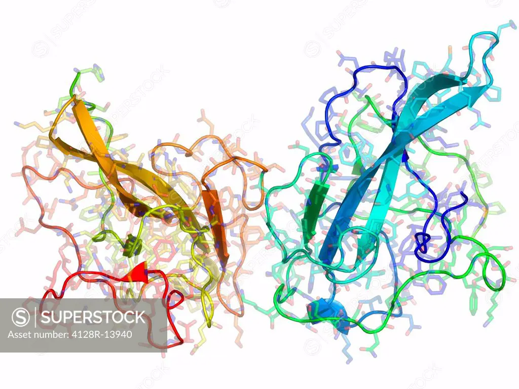 Coronavirus nucleocapsid protein. Molecular model of the nucleocapsid protein from the avian infectious bronchitis virus.