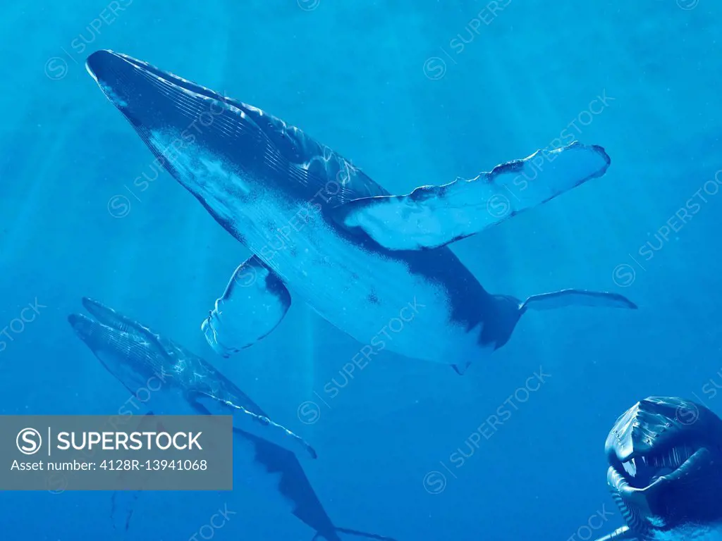 Whales swimming underwater, illustration.